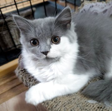 スコティッシュフォールド(立ち耳)【大阪府・男の子・2025年7月20日・ブルー&ホワイト（ロング）】の写真「まんまる💕愛嬌のある男の子🐱」