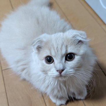 スコティッシュフォールド(折れ耳)【大阪府・女の子・2025年8月31日・クリーム（セミ～ロング）】の写真「ムチムチふわふわな折れ耳ちゃん❤️🐱」