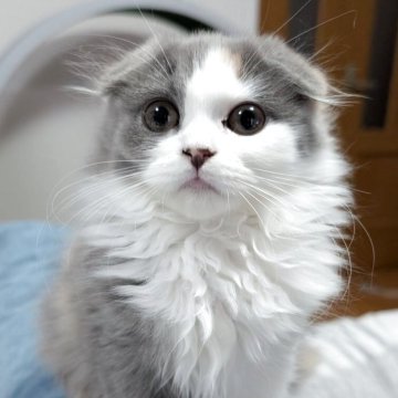 スコティッシュフォールド(折れ耳)【大阪府・女の子・2025年8月31日・ダイリュートキャリコ（セミ～ロング）】の写真「ふわふわコロコロな垂れ耳ちゃん❤️🐱」