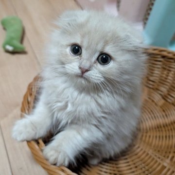 スコティッシュフォールド(折れ耳)【大阪府・女の子・2025年8月31日・クリーム（セミ～ロング）】の写真「ムチムチふわふわな垂れ耳ちゃん❤️🐱」