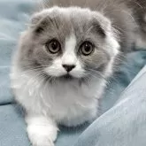 スコティッシュフォールド(折れ耳)