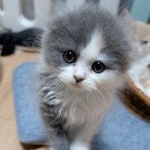 スコティッシュフォールド(折れ耳)