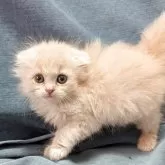 スコティッシュフォールド(折れ耳)