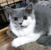 スコティッシュフォールド(立ち耳)