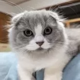 スコティッシュフォールド(折れ耳)