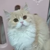 スコティッシュフォールド(立ち耳)