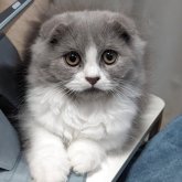 スコティッシュフォールド(折れ耳)