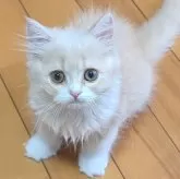 スコティッシュフォールド(立ち耳)