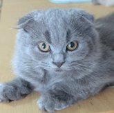 スコティッシュフォールド(折れ耳)