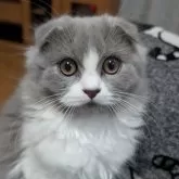 スコティッシュフォールド(折れ耳)