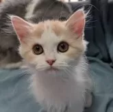 スコティッシュフォールド(立ち耳)