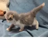 スコティッシュフォールド(折れ耳)【大阪府・女の子・2025年8月31日・ダイリュートキャリコ】の写真5
