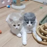 スコティッシュフォールド(立ち耳)【大阪府・男の子・2025年6月18日・クリーム&ホワイト】の写真5