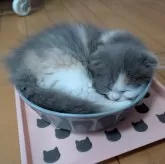 スコティッシュフォールド(折れ耳)【大阪府・女の子・2025年8月31日・ダイリュートキャリコ】の写真4