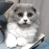 スコティッシュフォールド(折れ耳)【大阪府・男の子・2025年7月20日・ブルー&ホワイト】の写真3