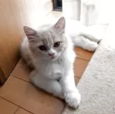 スコティッシュフォールド(立ち耳)【大阪府・男の子・2025年6月18日・クリーム&ホワイト】の写真6