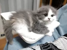 スコティッシュフォールド(折れ耳)【大阪府・女の子・2025年8月31日・ダイリュートキャリコ】の写真8