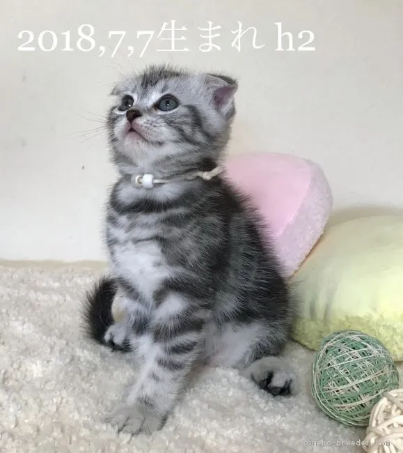 ID:1808-01012の子猫