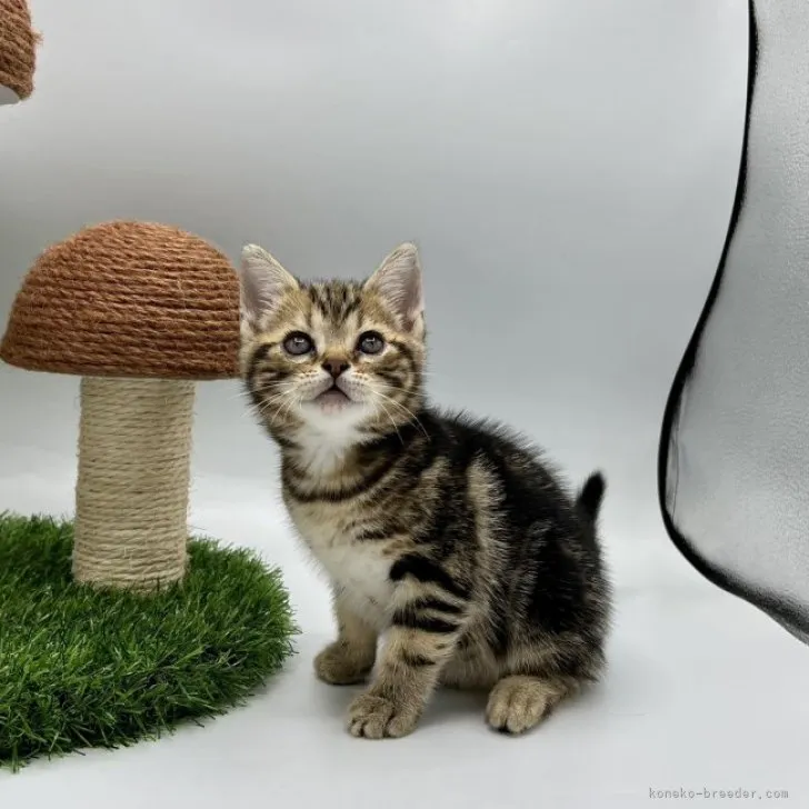 ID:2306-02997の子猫