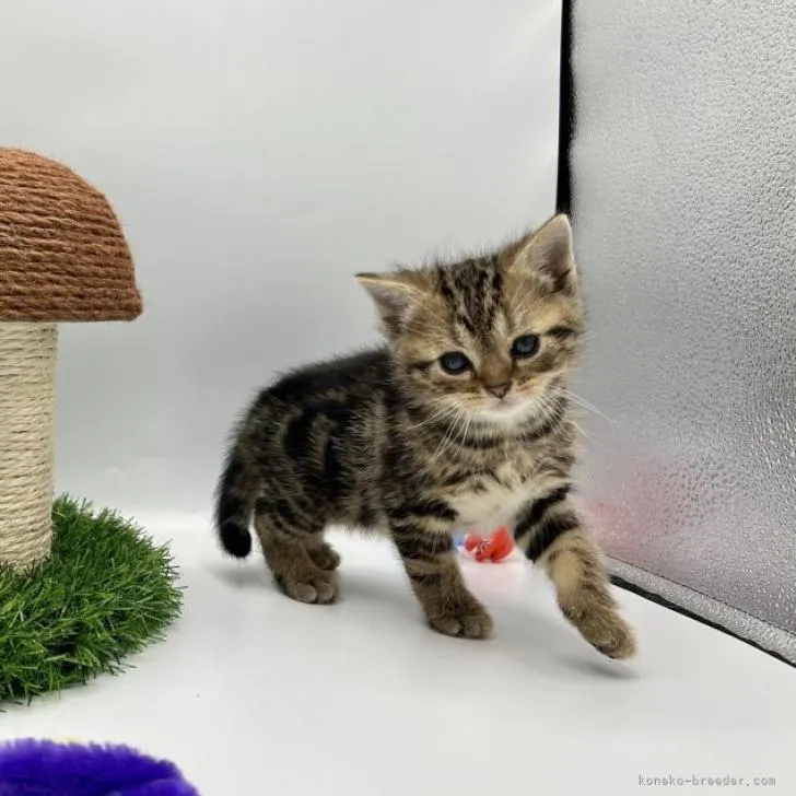 ID：2301-01490の子猫