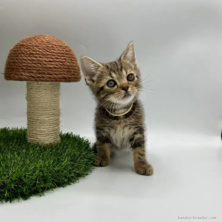 ID:2309-00682の子猫