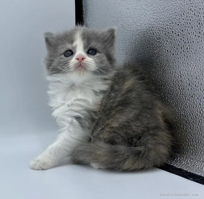 ID:2107-02026の子猫