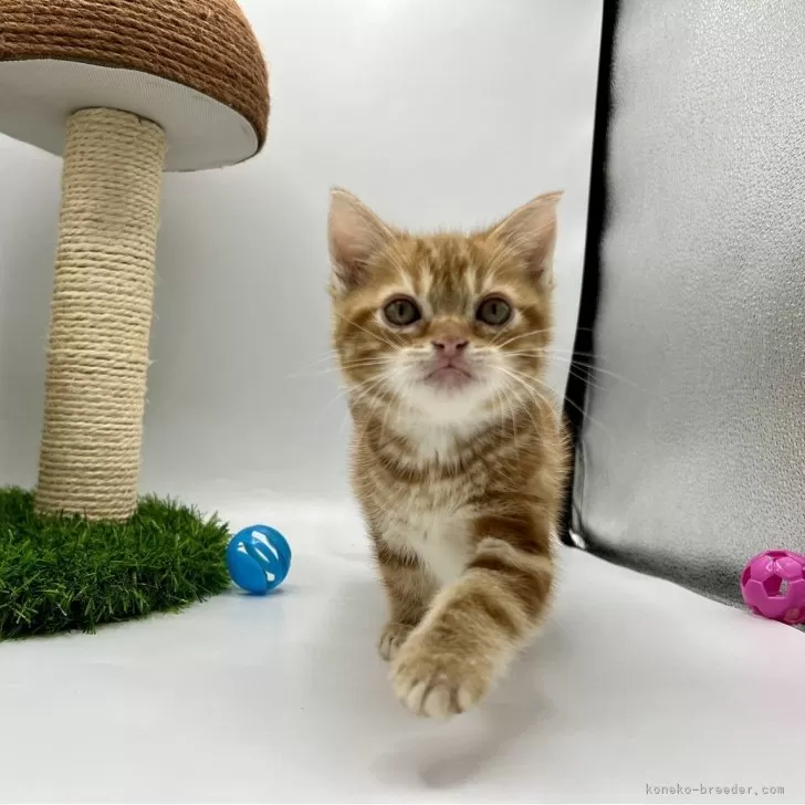 いろどり 様のお迎えした子猫