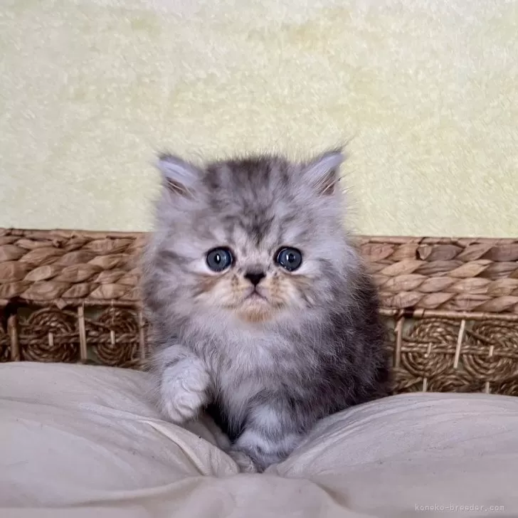 ID：2410-01005の子猫