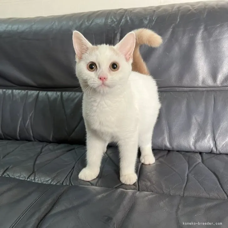 ID:2309-02726の子猫