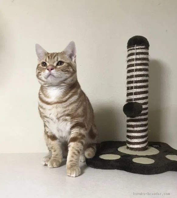 ID：1908-01781の子猫