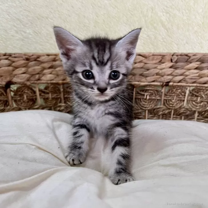 ID:2411-00311の子猫