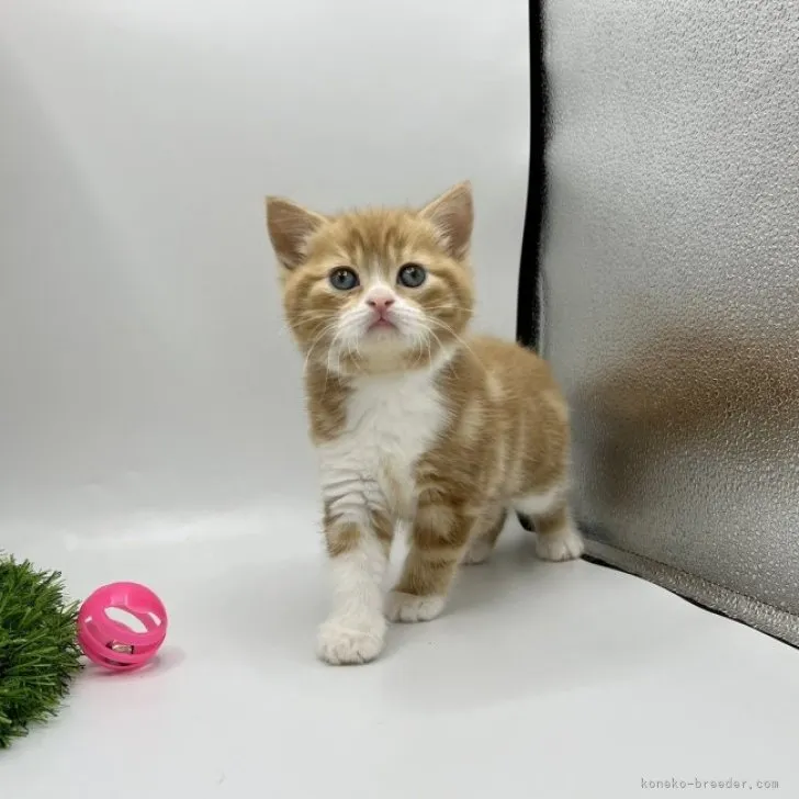 ID：2304-00397の子猫