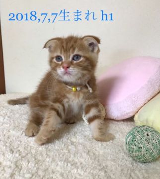 スコティッシュフォールド(折れ耳)【徳島県・男の子・2018年7月7日・レッドタビー】の写真「1周年記念、特別価格！！」