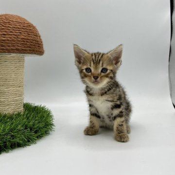 アメリカンショートヘア【徳島県・男の子・2023年6月9日・ブラウンタビー】の写真「ワクチン、マイクロチップ込み価格⭐️」