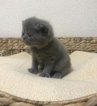エキゾチックショートヘア【徳島県・女の子・2020年1月1日・ブルー】の写真「垂れ目な女の子♪」