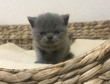 エキゾチックショートヘア【徳島県・男の子・2020年1月1日・ブルー】の写真「垂れ目な男の子♪」