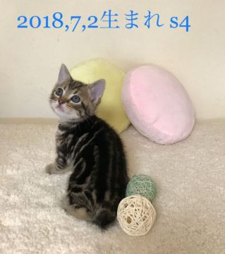 アメリカンショートヘア【徳島県・男の子・2018年7月2日・ブラウンタビー】の写真「甘えたちゃんな末っ子♪」