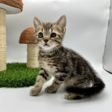 アメリカンショートヘア【徳島県・男の子・2023年7月7日・ブラウンタビー】の写真「ワクチン、マイクロチップ込み価格⭐️」