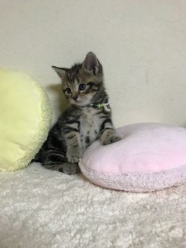 アメリカンショートヘア【徳島県・男の子・2018年5月26日・ブラウンタビー】の写真「ハンモック大好き長男♪」