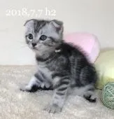スコティッシュフォールド(折れ耳)【徳島県・女の子・2018年7月7日・シルバータビー】の写真2