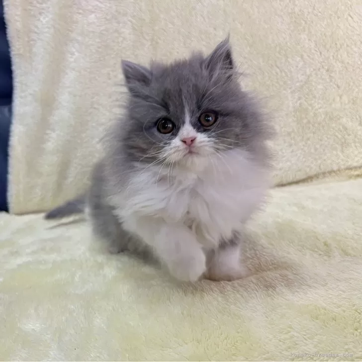 ID：2502-02389の子猫
