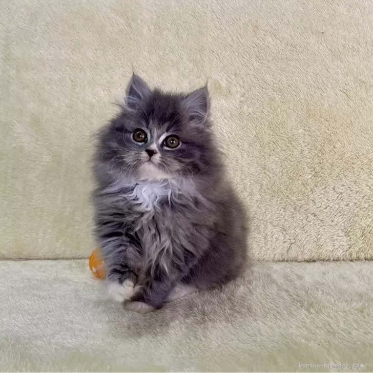 ID:2502-02444の子猫