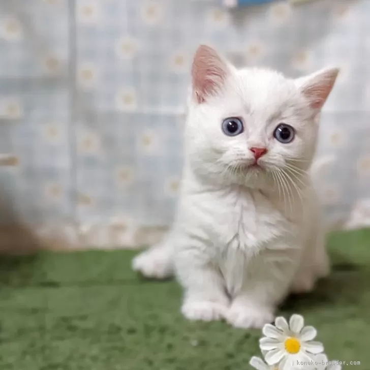 ID:2505-02716の子猫