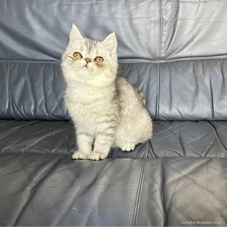 Nayu 様のお迎えした子猫
