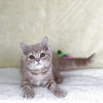 スコティッシュフォールド(立ち耳)【徳島県・男の子・2025年2月4日・クリームタビー（ショート）】の写真「ワクチン、マイクロチップ込み価格⭐️」
