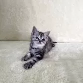アメリカンショートヘア