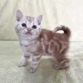 アメリカンショートヘア