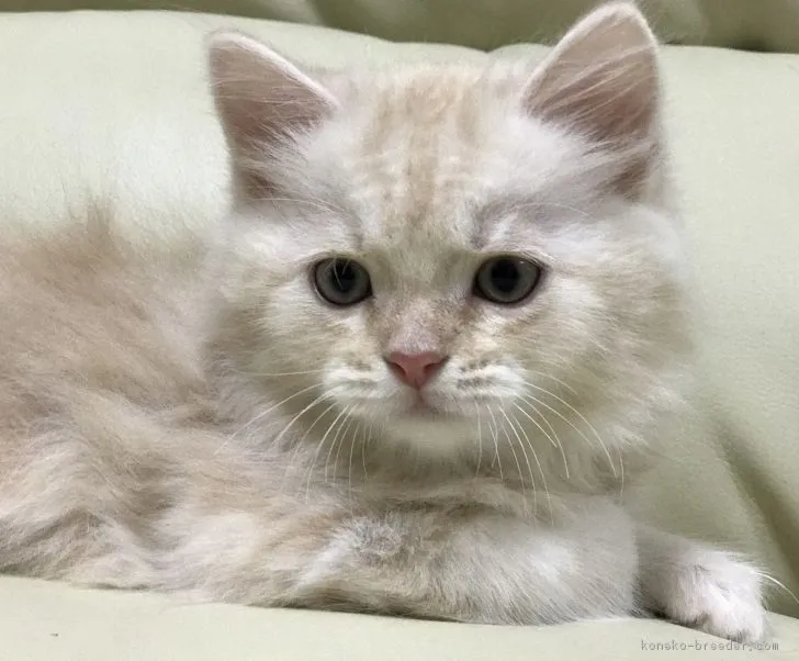 ID：1706-01021の子猫