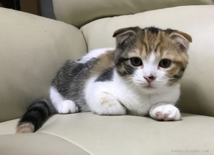 プッチ 様のお迎えした子猫