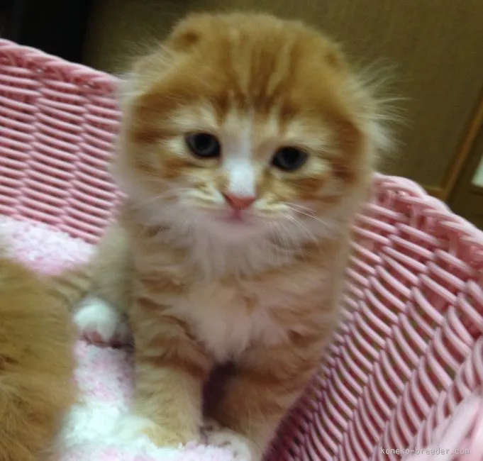 カサブランカ５ 様のお迎えした子猫